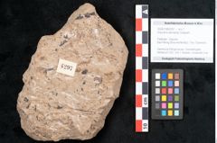 Foto (Objekt + Etikett) von Araucaria sternbergii Goeppert (NHMW-GEO-2024-0188-8297)